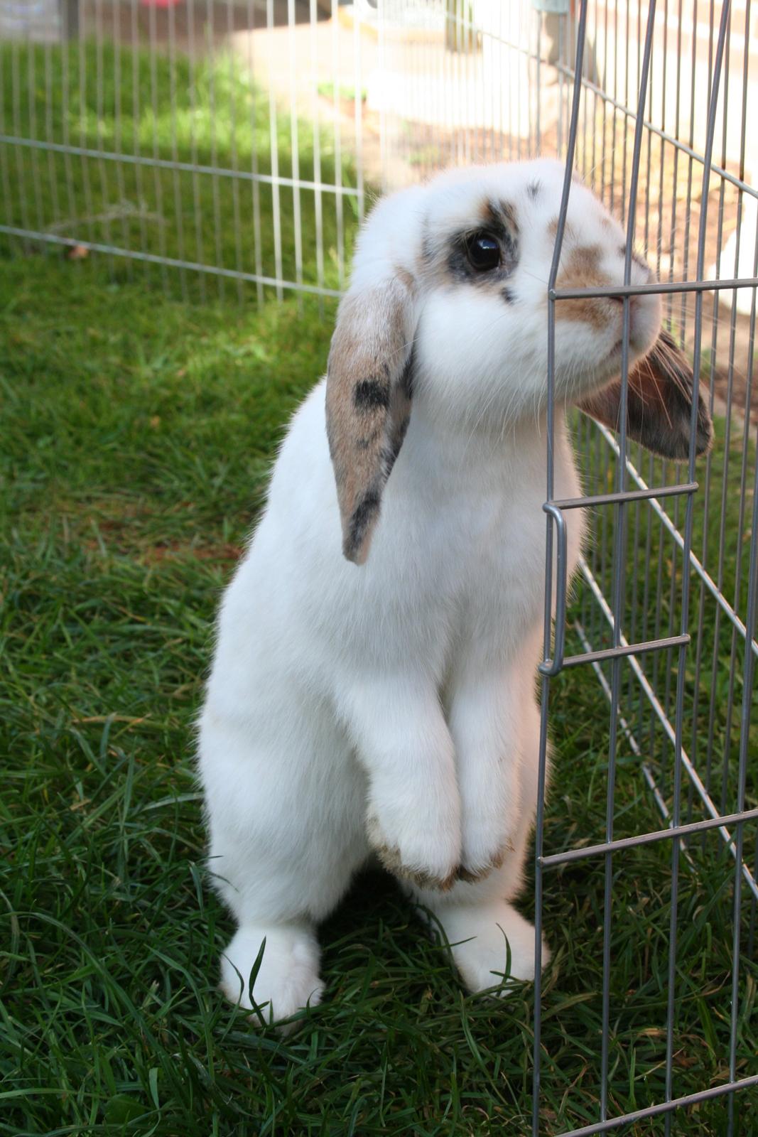 Kanin HaMas Public Enemy af Gress billede 7