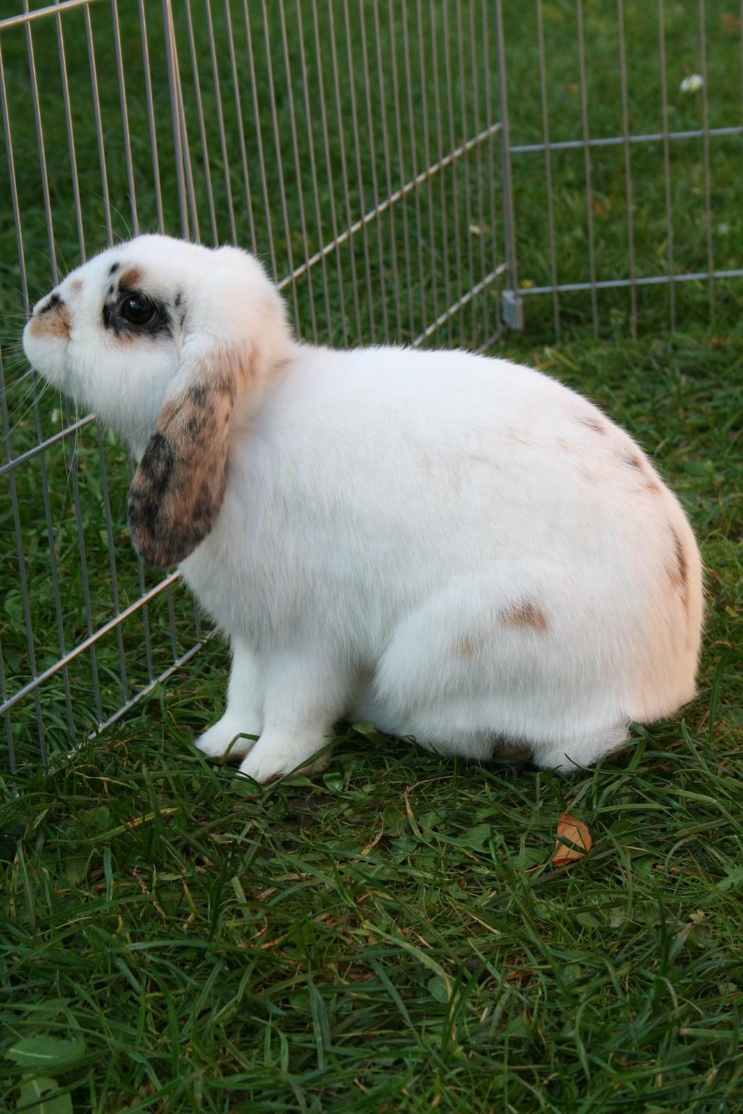 Kanin HaMas Public Enemy af Gress billede 8