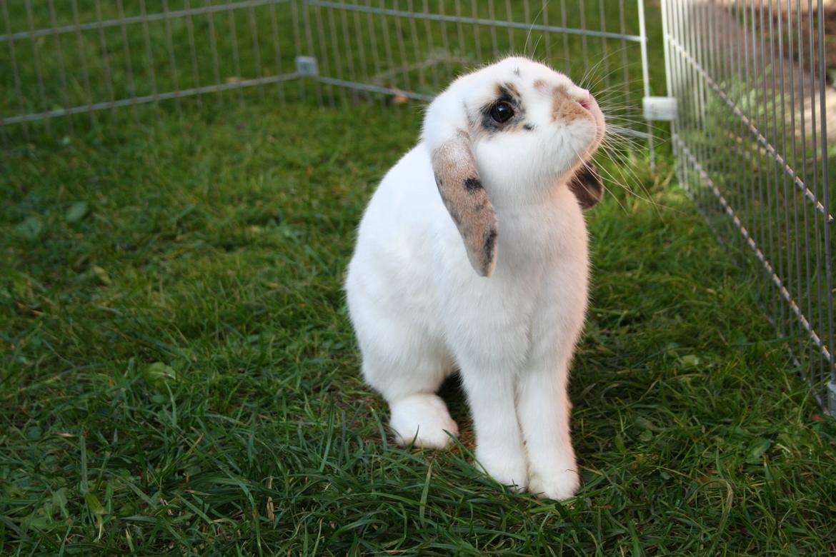 Kanin HaMas Public Enemy af Gress billede 1