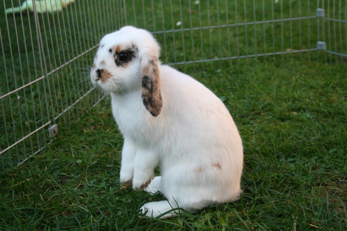 Kanin HaMas Public Enemy af Gress billede 9