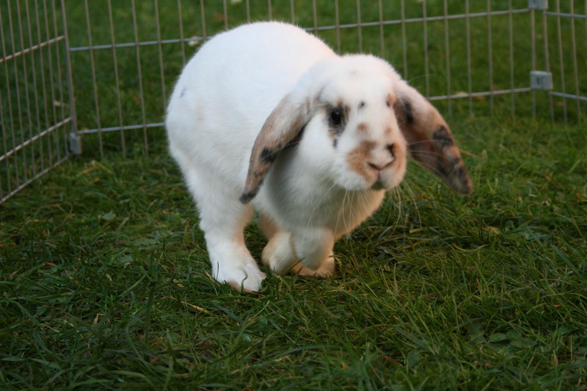 Kanin HaMas Public Enemy af Gress billede 10