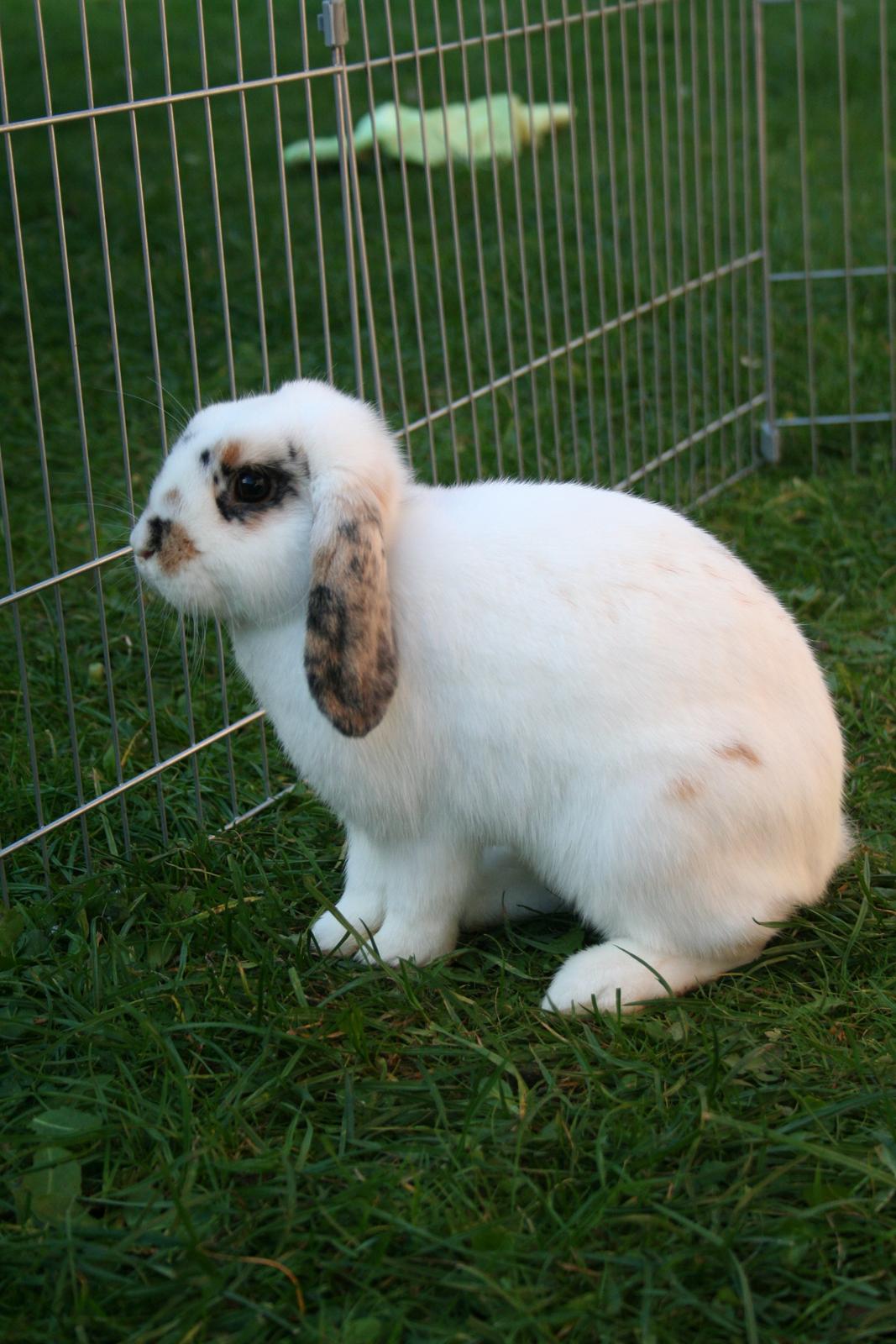 Kanin HaMas Public Enemy af Gress billede 11