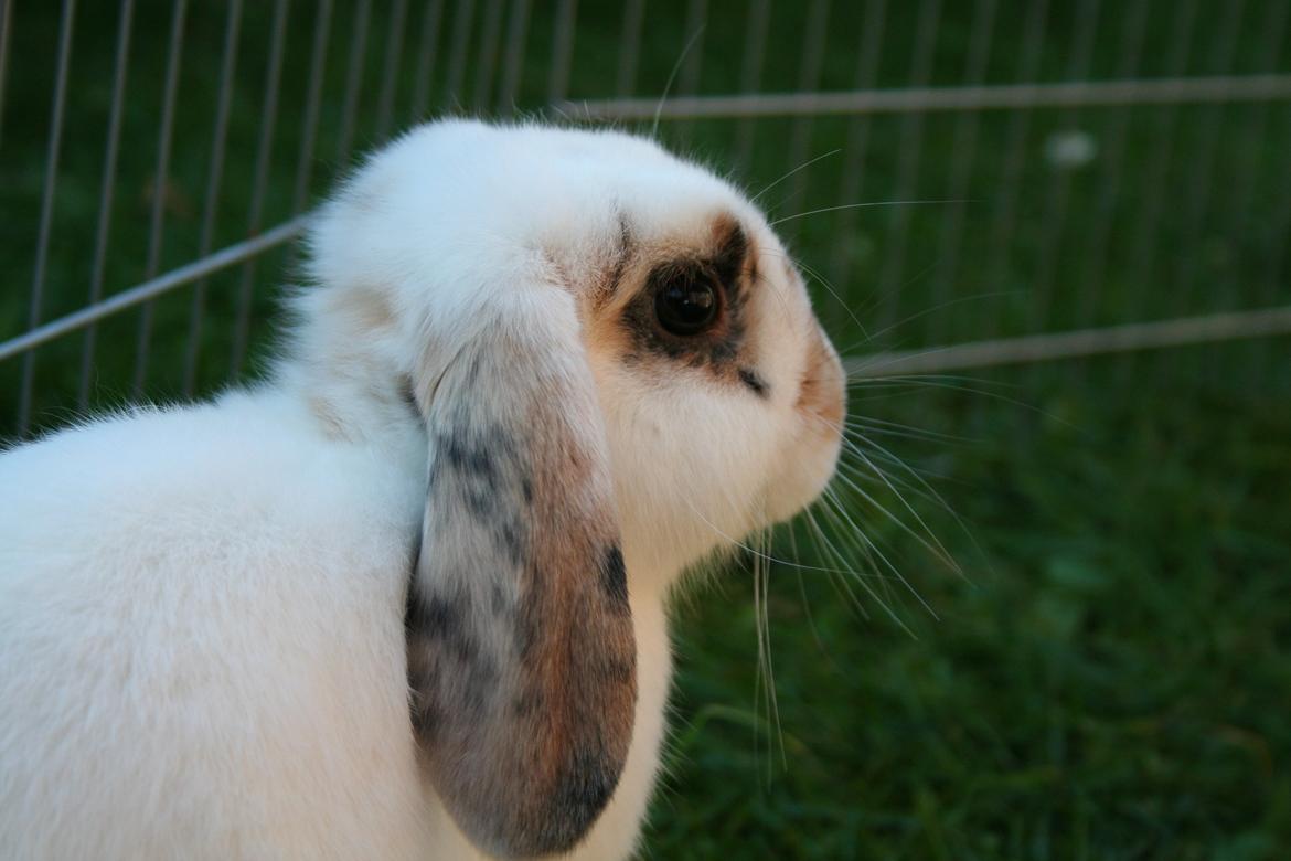 Kanin HaMas Public Enemy af Gress billede 12