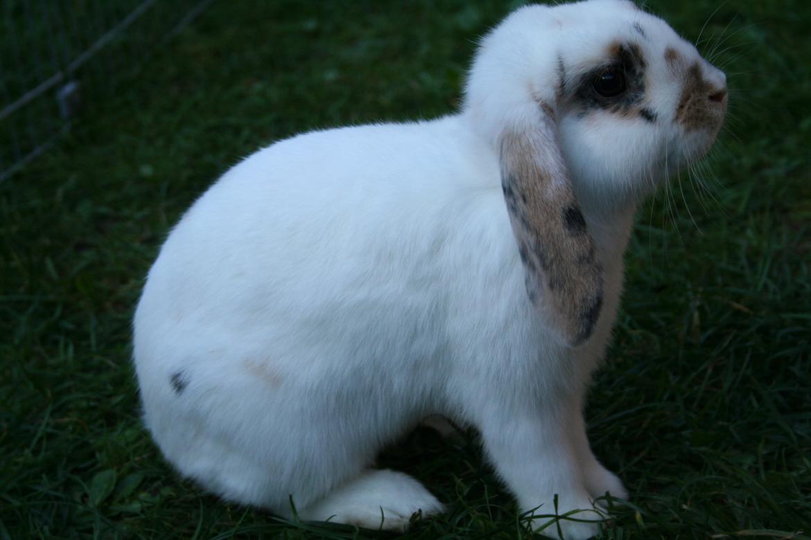 Kanin HaMas Public Enemy af Gress billede 13