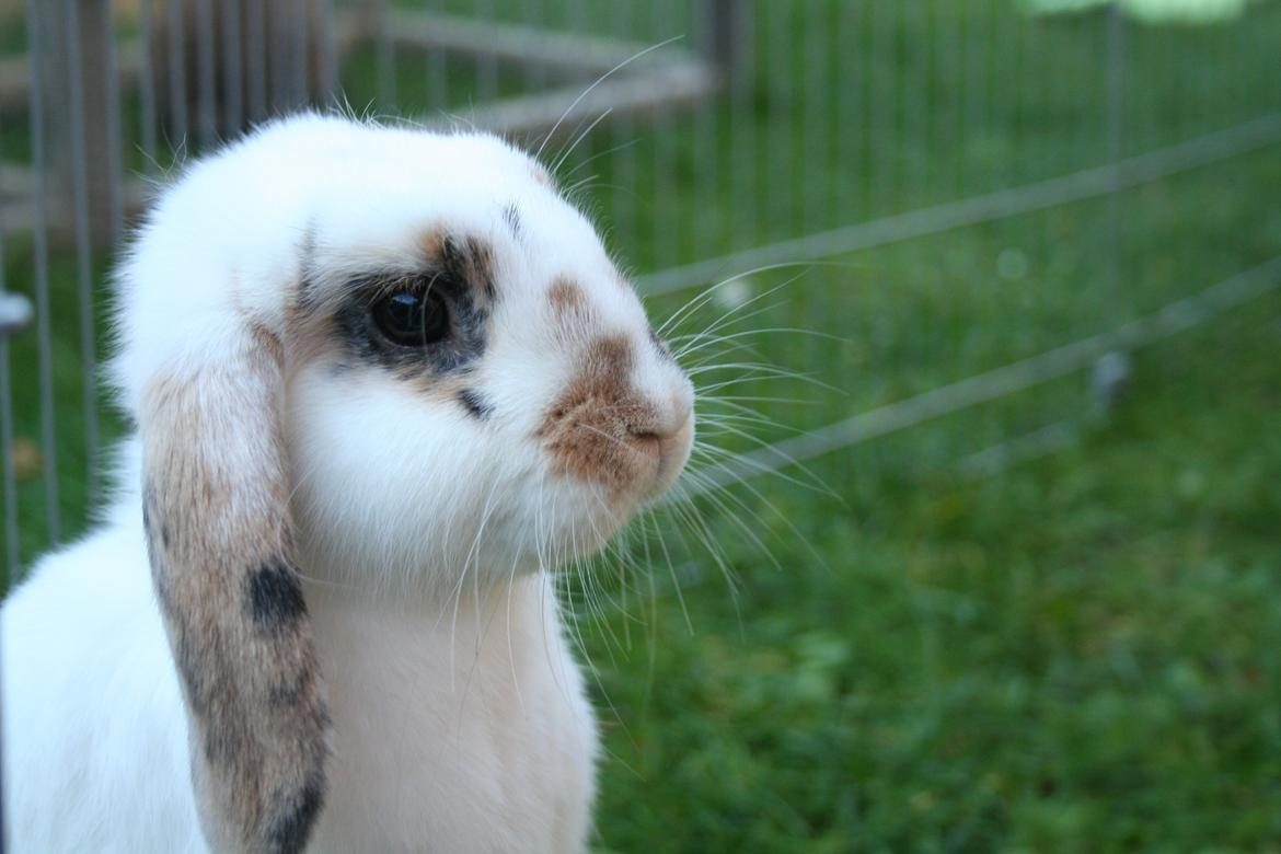 Kanin HaMas Public Enemy af Gress billede 6