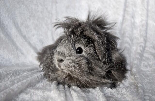 Marsvin Elliot billede 6