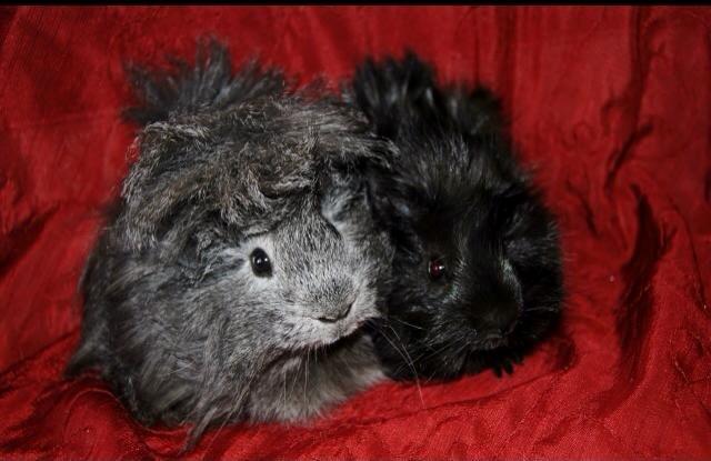 Marsvin Elliot billede 7