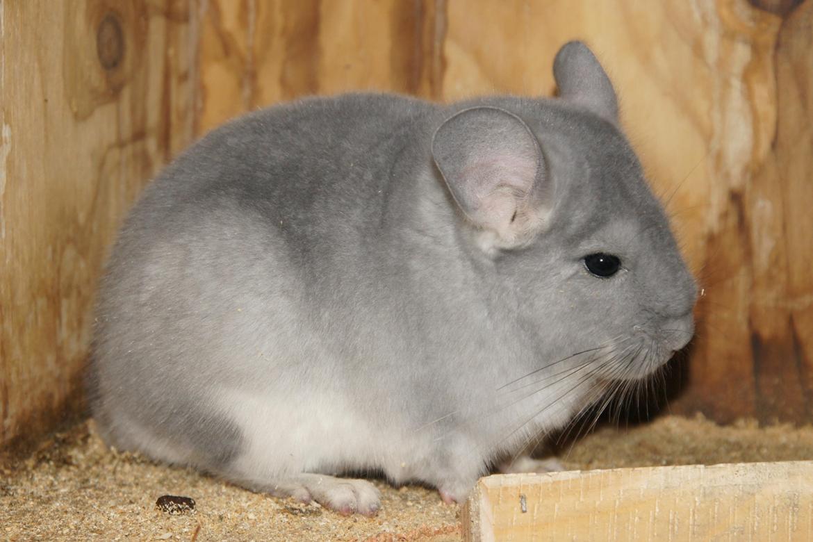 Chinchilla Nova´s Monty billede 3