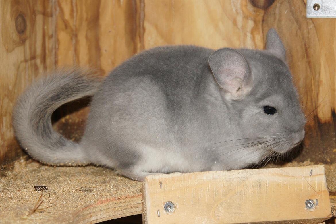 Chinchilla Nova´s Monty billede 1