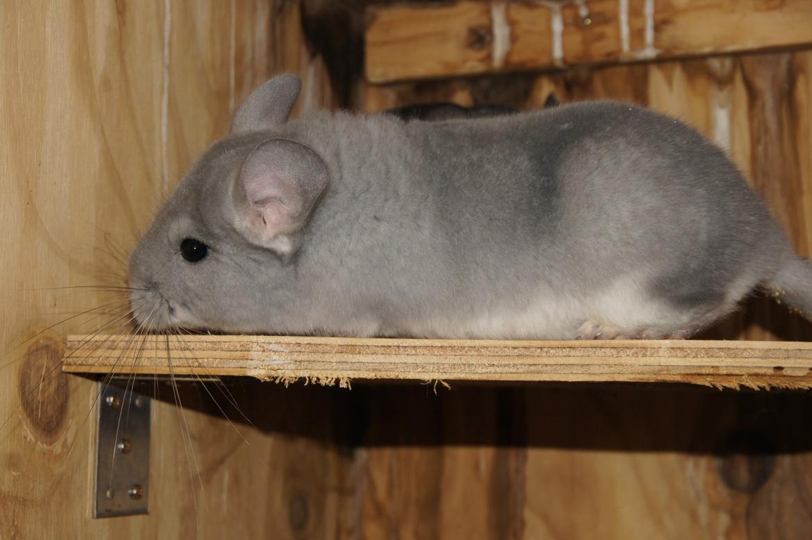Chinchilla Nova´s Monty billede 5