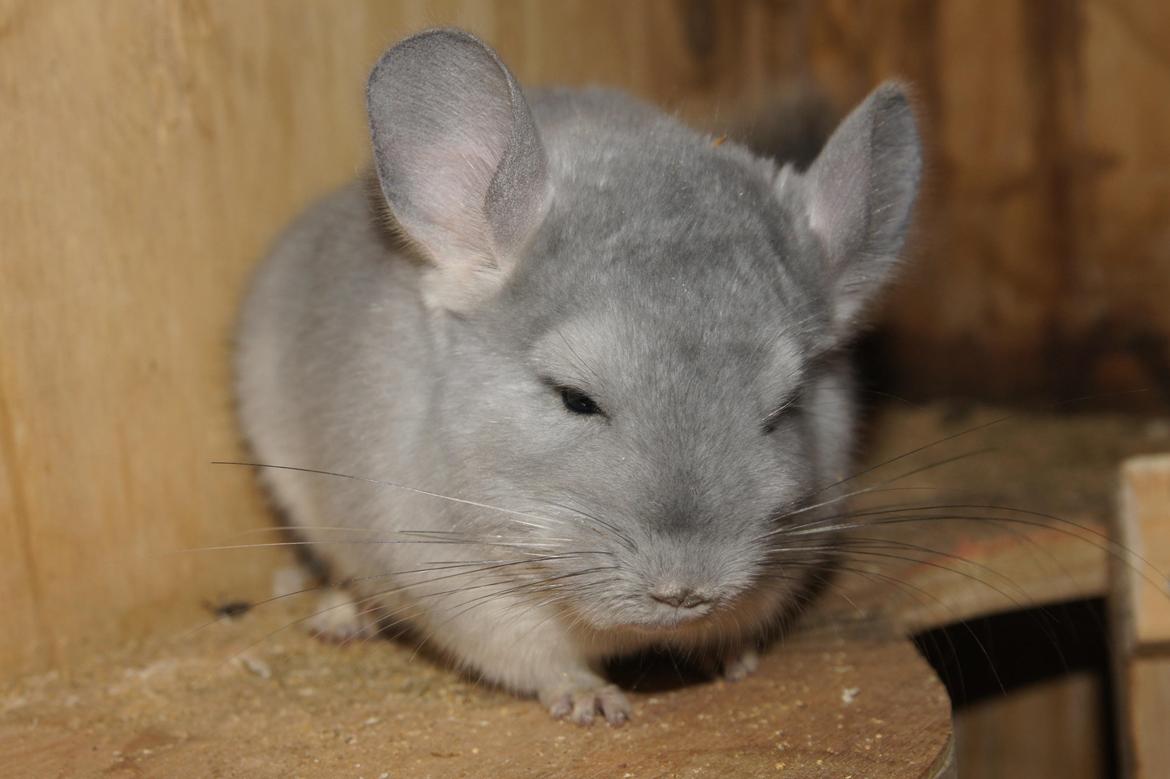 Chinchilla Nova´s Monty billede 7