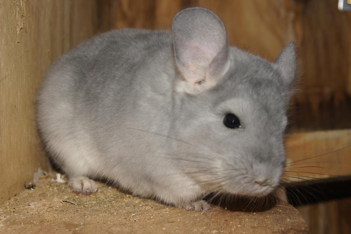 Chinchilla Nova´s Monty billede 8