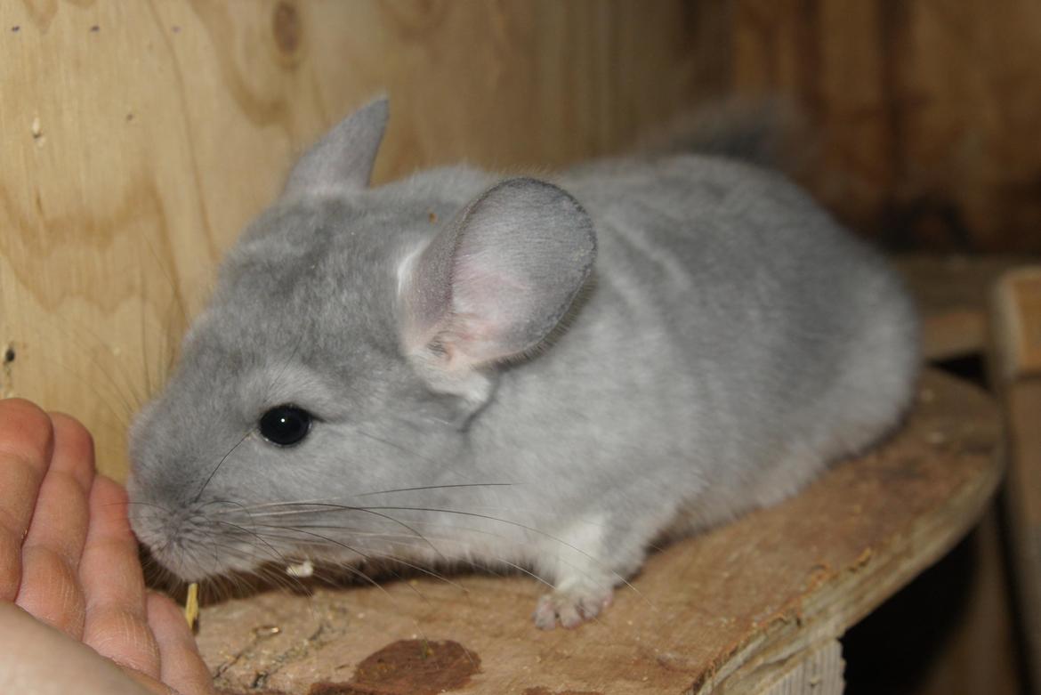 Chinchilla Nova´s Monty billede 2