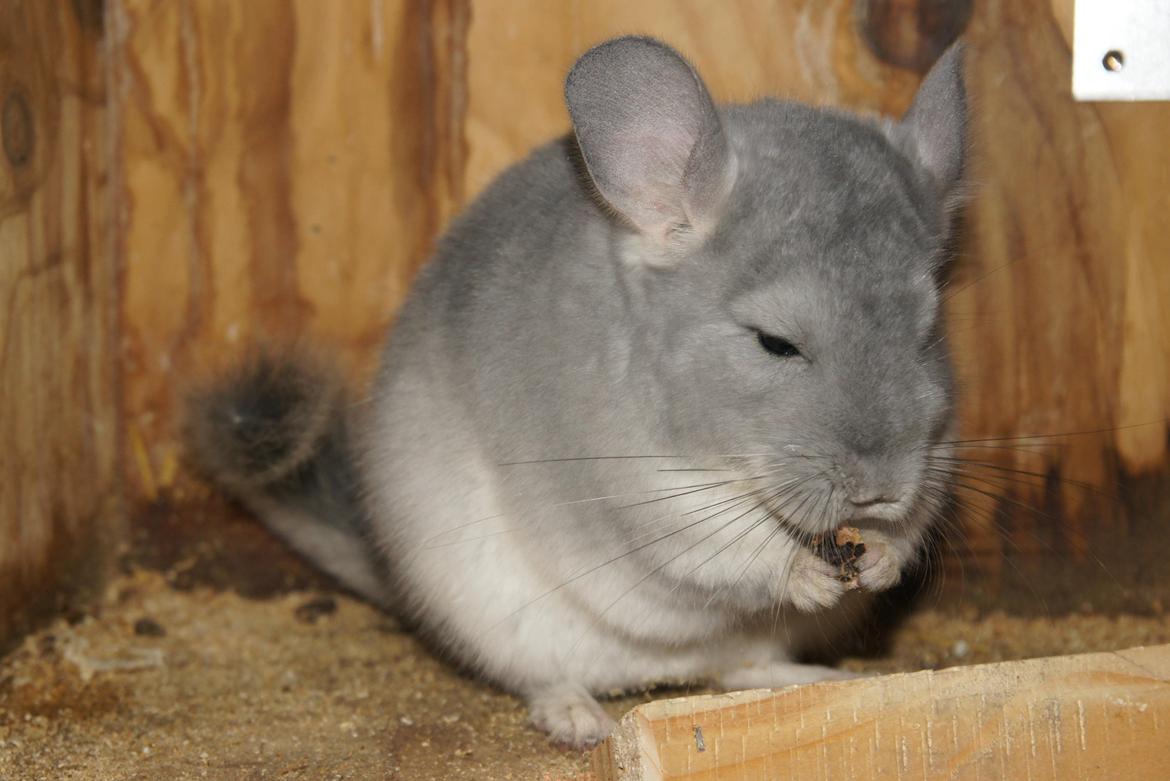 Chinchilla Nova´s Monty billede 9