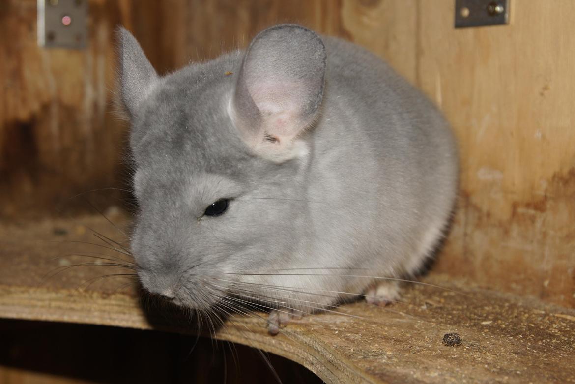Chinchilla Nova´s Monty billede 10