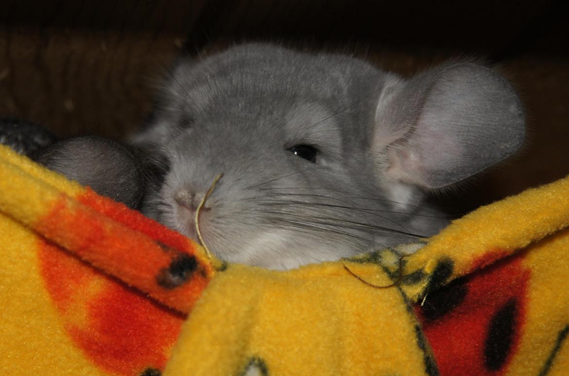 Chinchilla Nova´s Monty billede 12