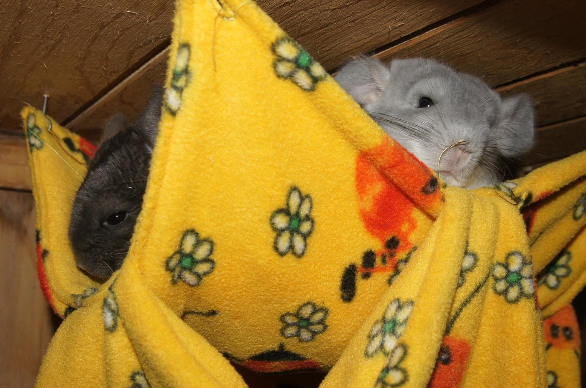 Chinchilla Nova´s Monty billede 13