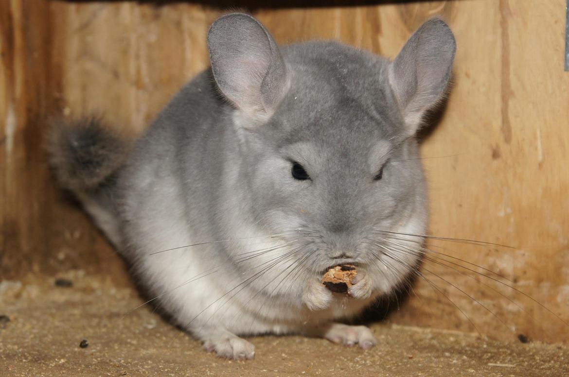 Chinchilla Nova´s Monty billede 14