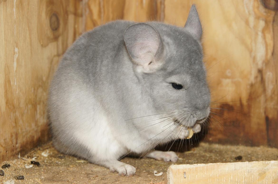 Chinchilla Nova´s Monty billede 15