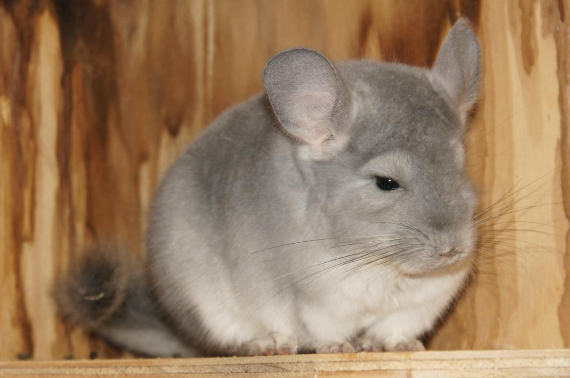 Chinchilla Nova´s Monty billede 16