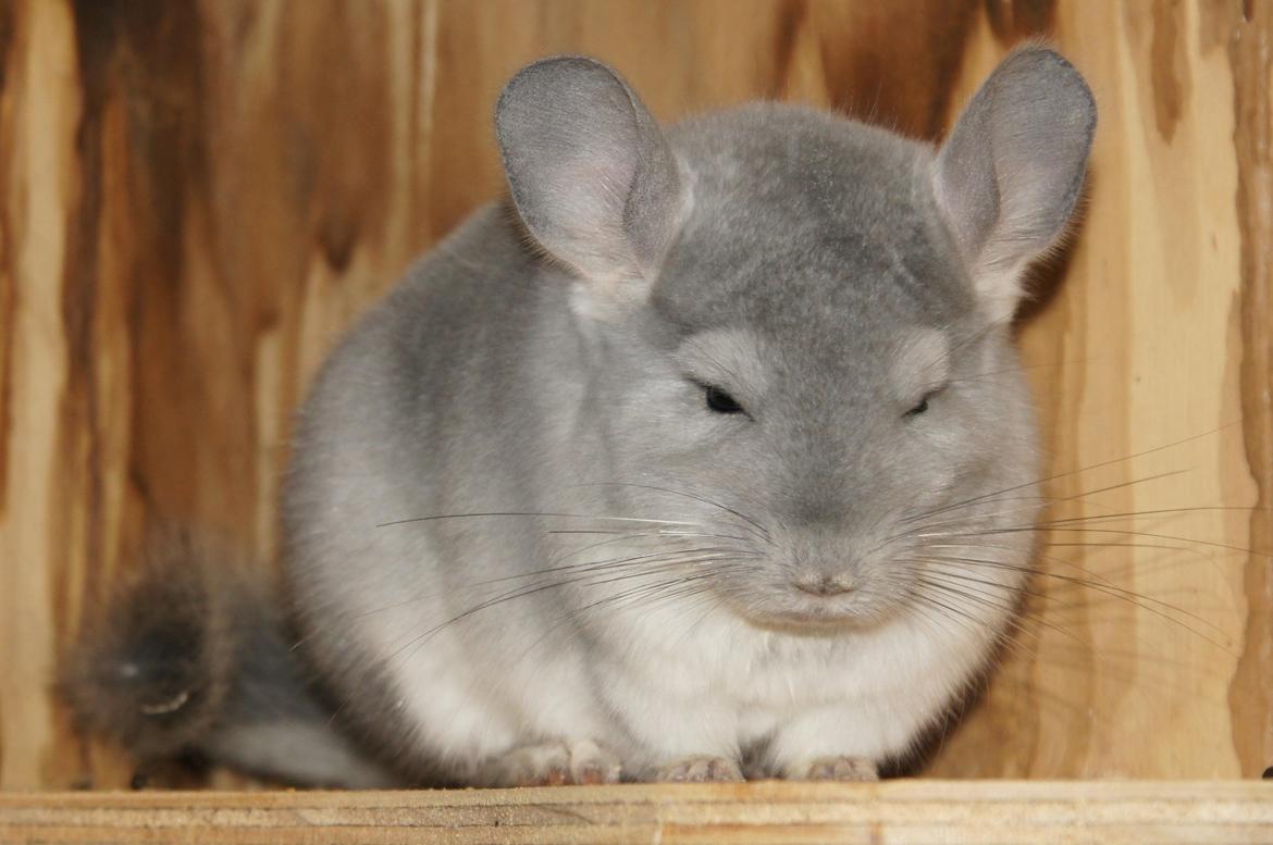 Chinchilla Nova´s Monty billede 17