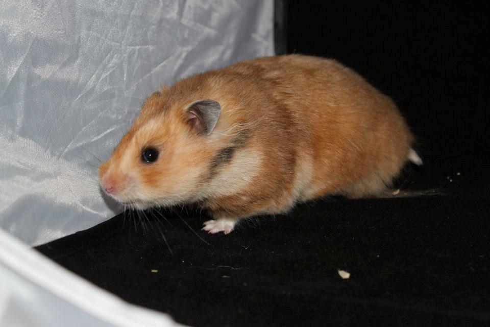 Hamster Lindes Galathea - Galathea ved udstillingen i Brædstrup 28.09.13 billede 6