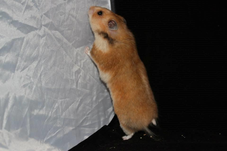 Hamster Lindes Galathea - Galathea ved udstillingen i Brædstrup 28.09.13 billede 7