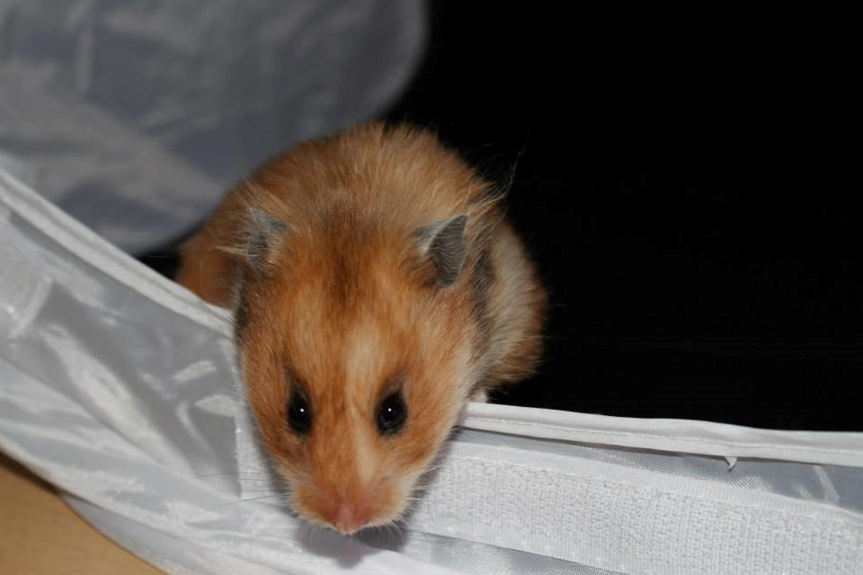 Hamster Lindes Galathea - Galathea ved udstillingen i Brædstrup 28.09.13 billede 8