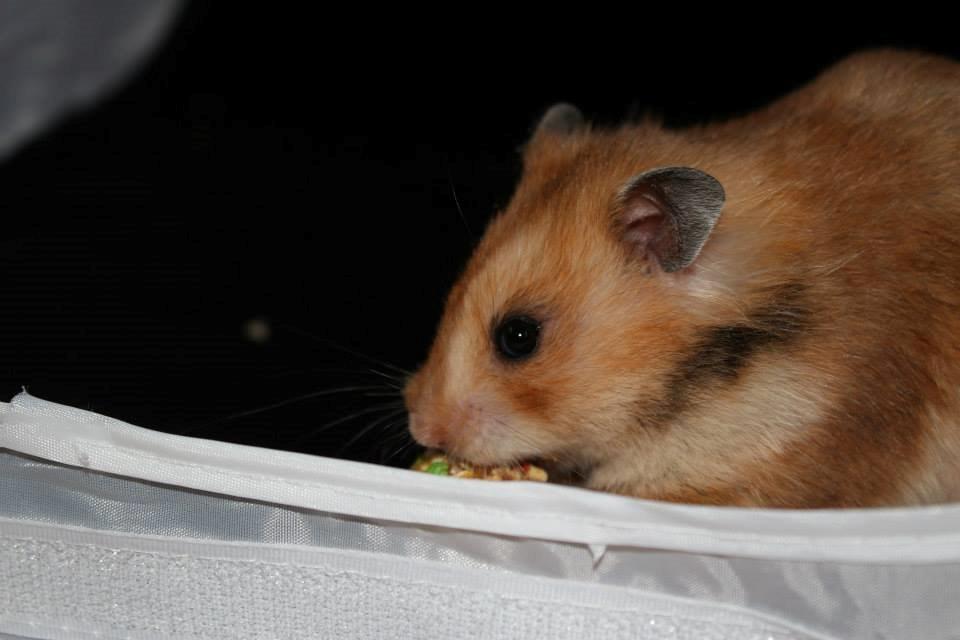 Hamster Lindes Galathea - Galathea ved udstillingen i Brædstrup 28.09.13 billede 9