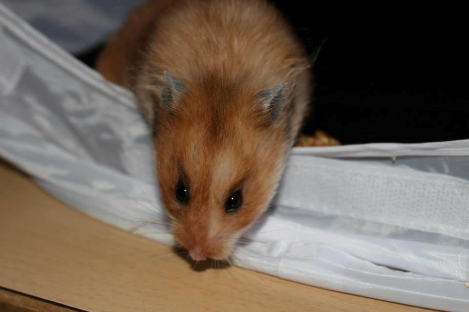 Hamster Lindes Galathea - Galathea ved udstillingen i Brædstrup 28.09.13 billede 10