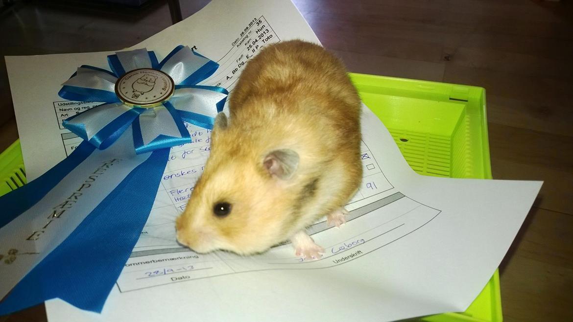 Hamster Lindes Galathea - Galathea med sin ærespræmie fra udstillingen i Brædstrup billede 11
