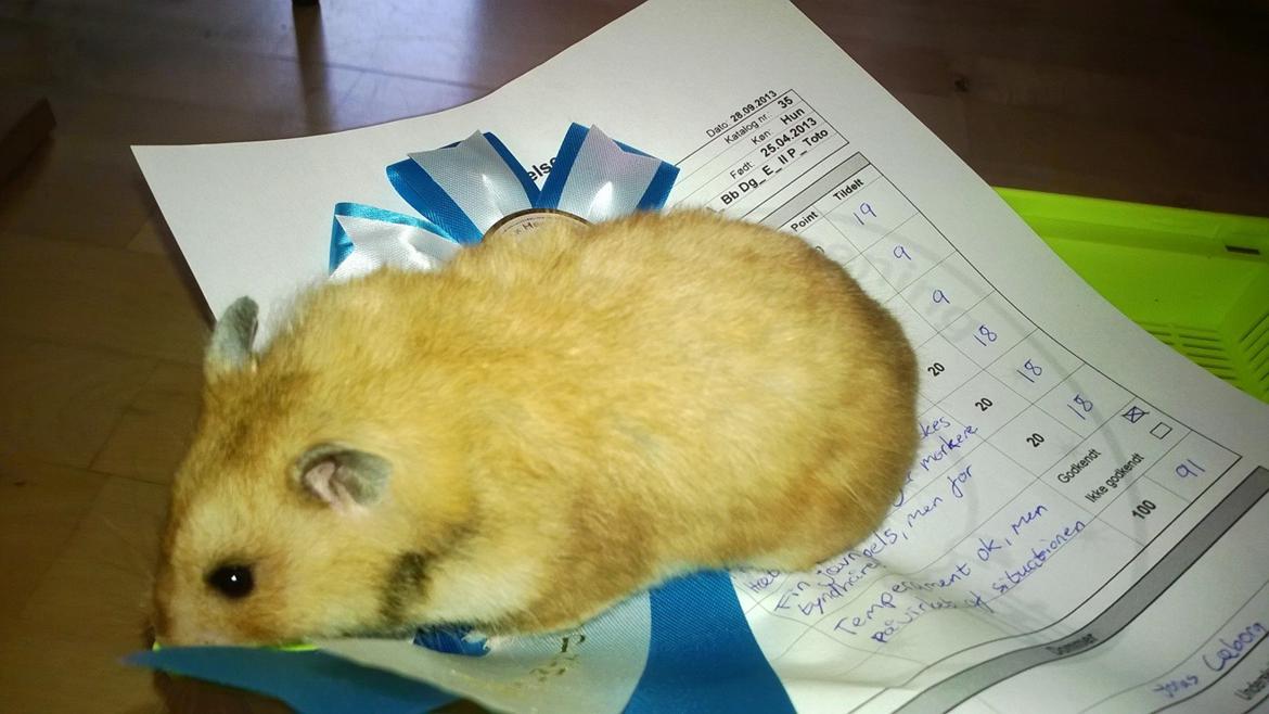 Hamster Lindes Galathea - Galathea med sin ærespræmie fra udstillingen i Brædstrup billede 12