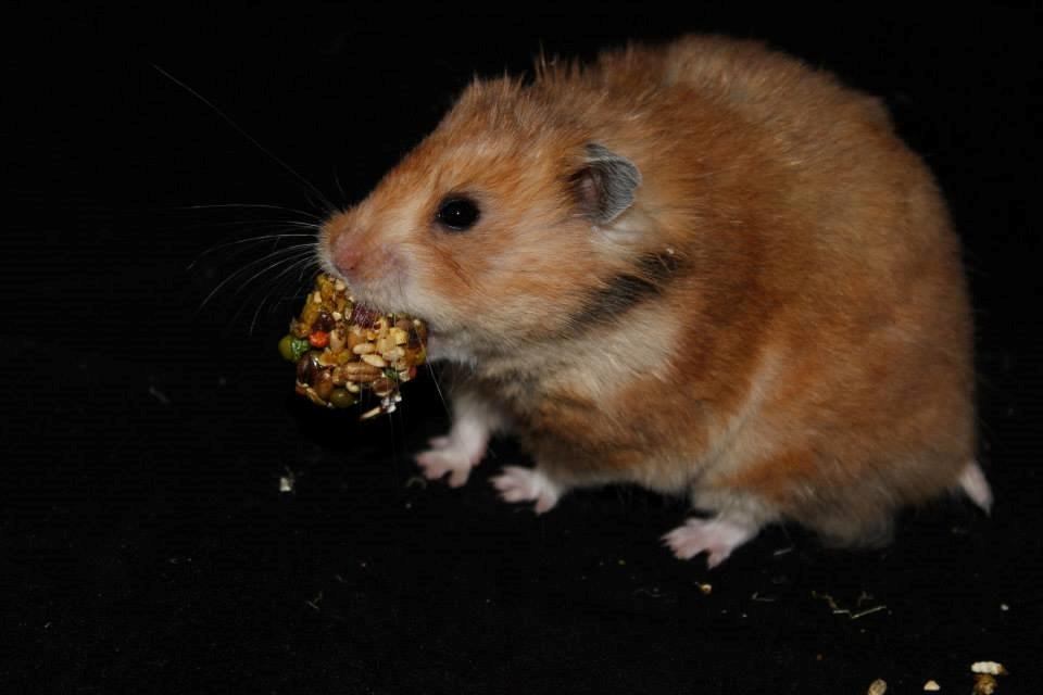 Hamster Lindes Galathea - Galathea ved udstillingen i Valby 12.10.13 billede 13