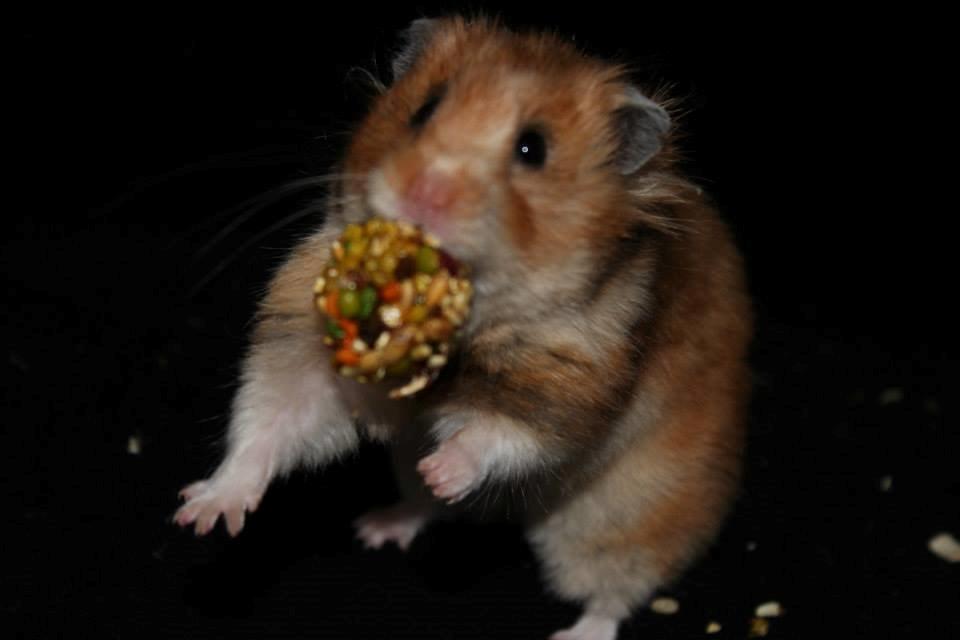 Hamster Lindes Galathea - Galathea ved udstillingen i Valby 12.10.13 billede 14