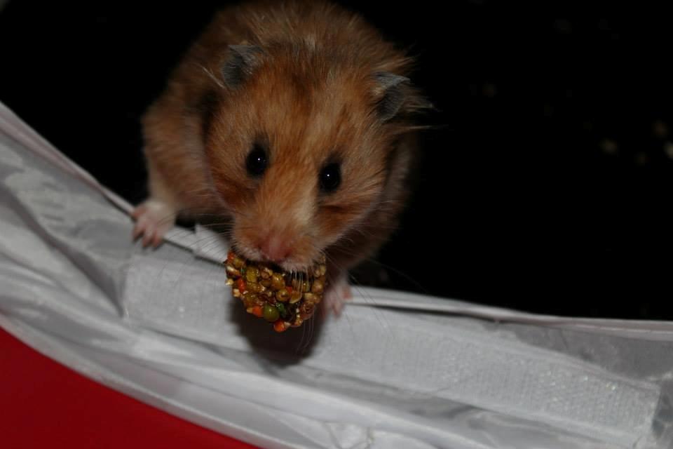 Hamster Lindes Galathea - Galathea ved udstillingen i Valby 12.10.13 billede 15