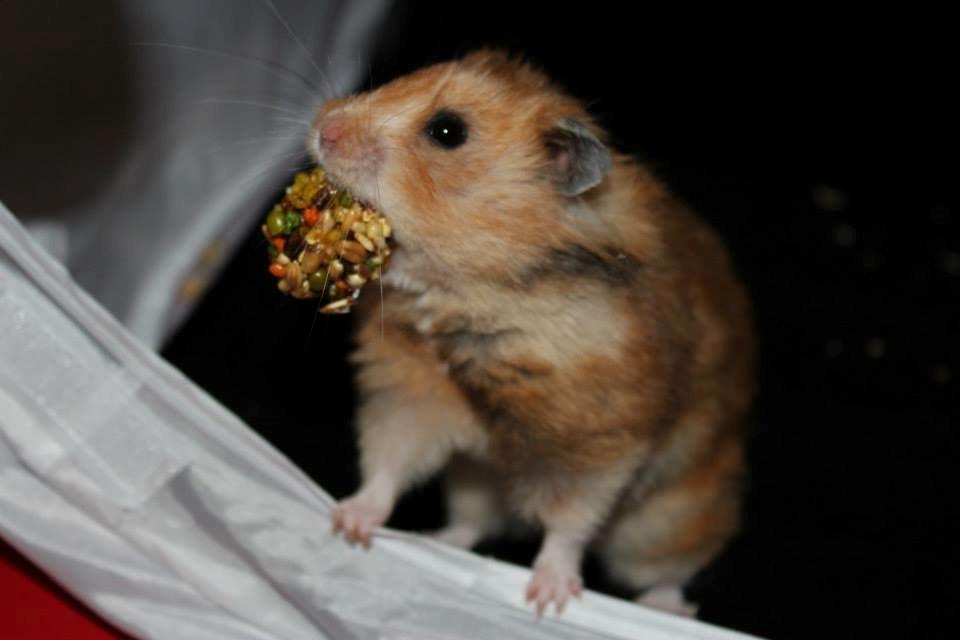 Hamster Lindes Galathea - Galathea ved udstillingen i Valby 12.10.13 billede 16