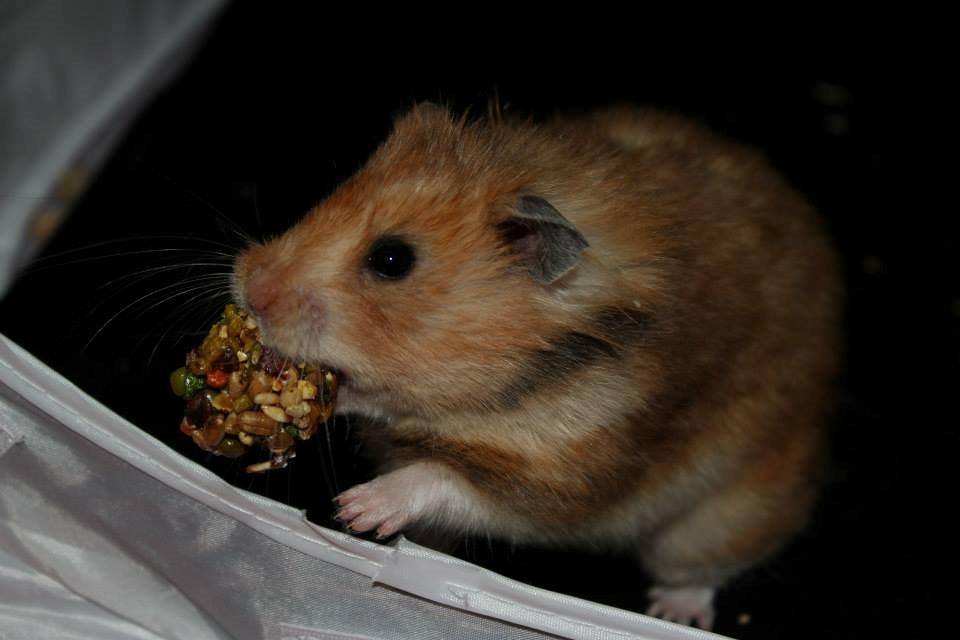 Hamster Lindes Galathea - Galathea ved udstillingen i Valby 12.10.13 billede 17