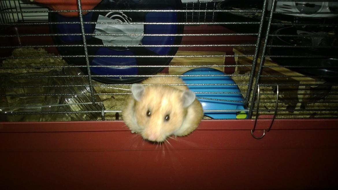 Hamster Lindes Galathea - Galathea bryder ud af alaska-bur billede 18