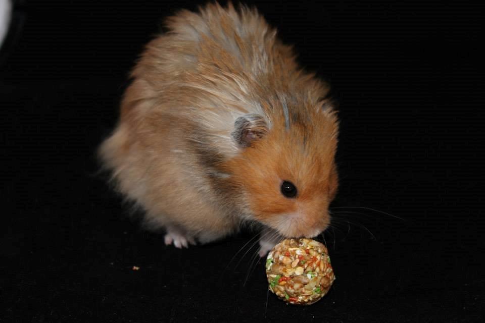 Hamster Lindes Polux - Polux ved udstillingen i Brædstrup 28.09.13 billede 13