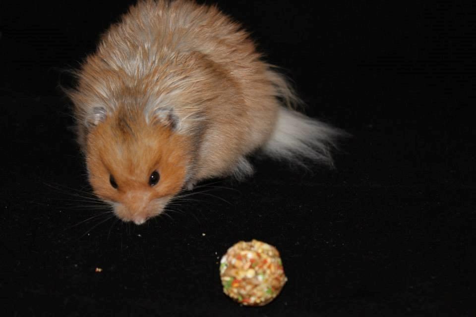 Hamster Lindes Polux - Polux ved udstillingen i Brædstrup 28.09.13 billede 14