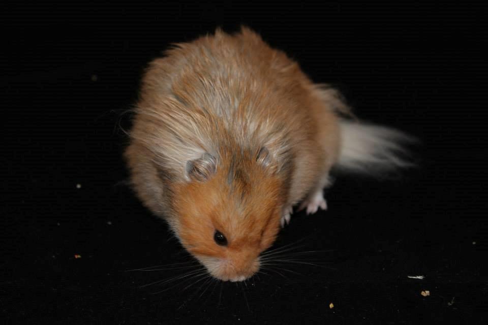 Hamster Lindes Polux - Polux ved udstillingen i Brædstrup 28.09.13 billede 15