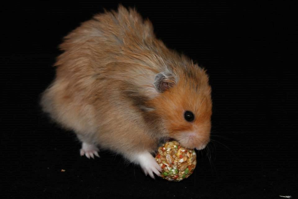 Hamster Lindes Polux - Polux ved udstillingen i Brædstrup 28.09.13 billede 16