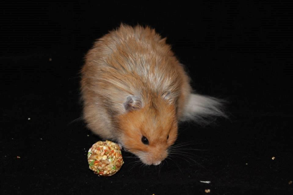 Hamster Lindes Polux - Polux ved udstillingen i Brædstrup 28.09.13 billede 17