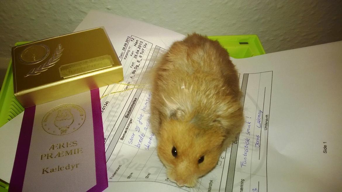 Hamster Lindes Polux - Polux med sine præmier efter udstillingen i Brædstrup billede 18
