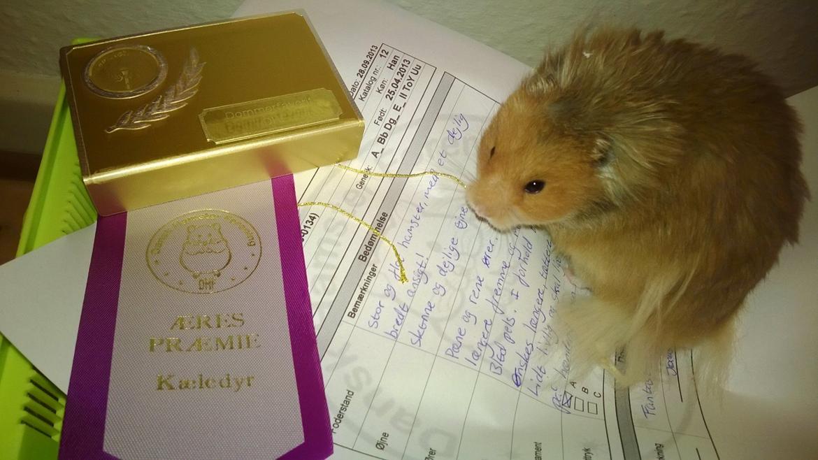 Hamster Lindes Polux - Polux med sine præmier efter udstillingen i Brædstrup billede 19