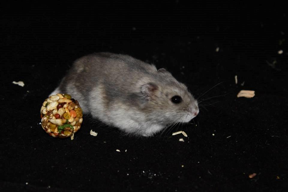 Dværghamster RIP - Hamsterheavens Magnus - Magnus ved udstillingen i Valby 12.10.13 billede 1