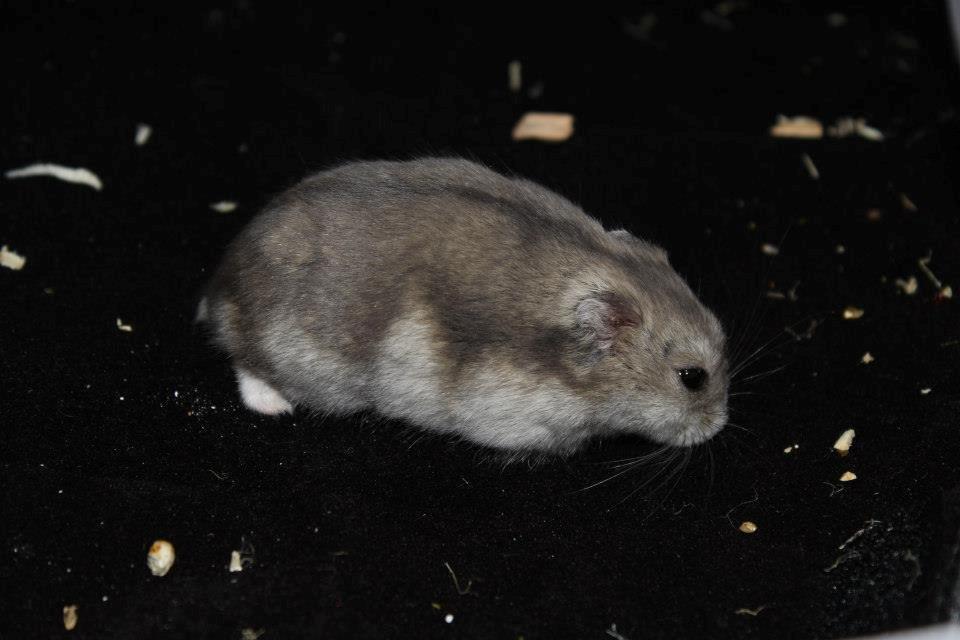 Dværghamster RIP - Hamsterheavens Magnus - Magnus ved udstillingen i Valby 12.10.13 billede 2