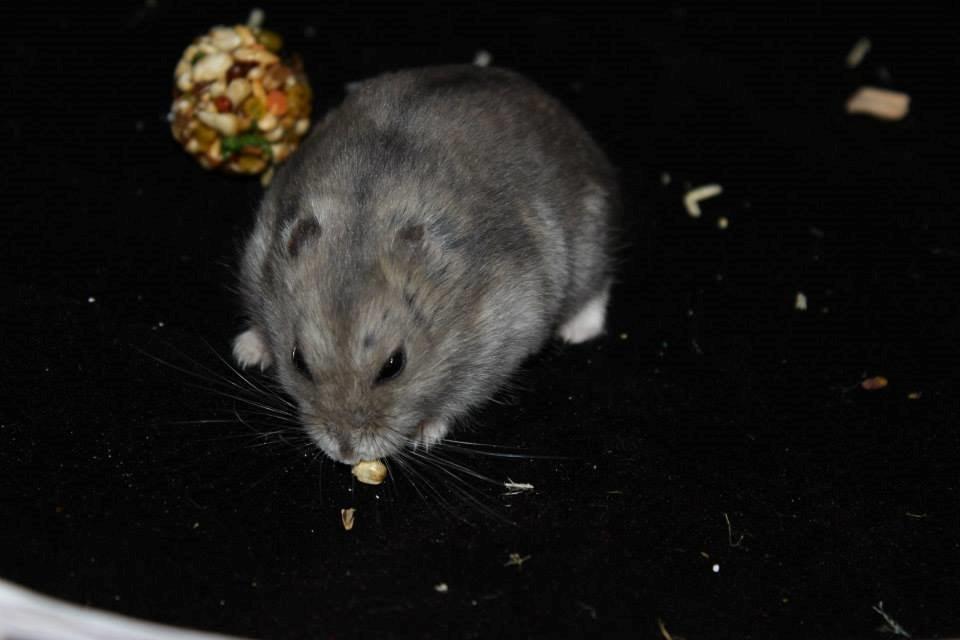 Dværghamster RIP - Hamsterheavens Magnus - Magnus ved udstillingen i Valby 12.10.13 billede 3