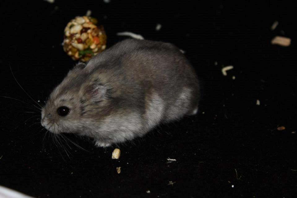 Dværghamster RIP - Hamsterheavens Magnus - Magnus ved udstillingen i Valby 12.10.13 billede 4