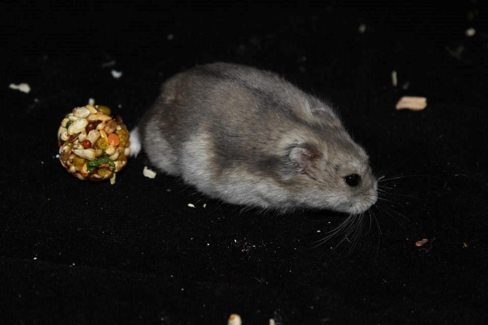 Dværghamster RIP - Hamsterheavens Magnus - Magnus ved udstillingen i Valby 12.10.13 billede 5